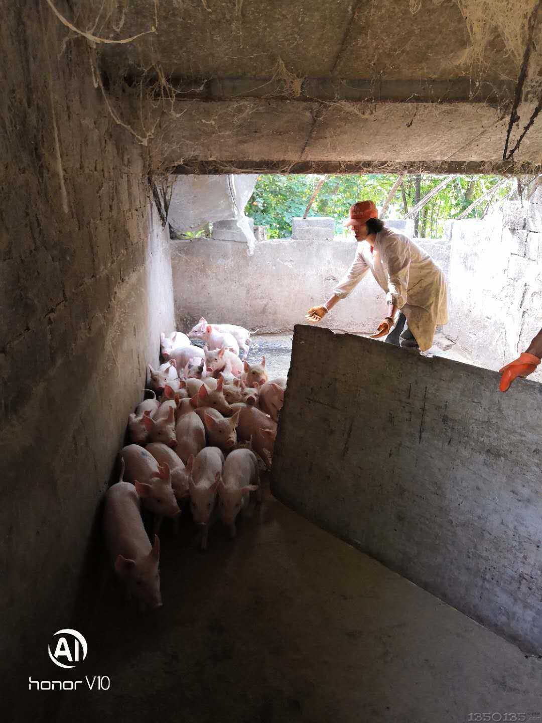 威尼斯人官方/猪肉价格开年显降，下跌趋势会持续多久
